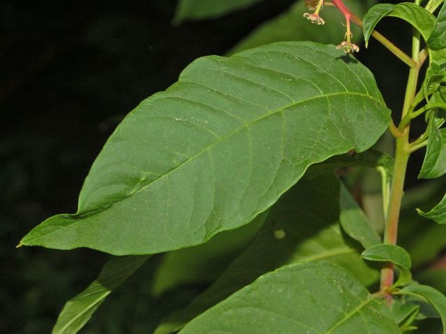 Phytolacca americana / Fitolacca, Cremesina, Uva-turca